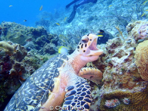 Happy Turtle by Cheri Denn 